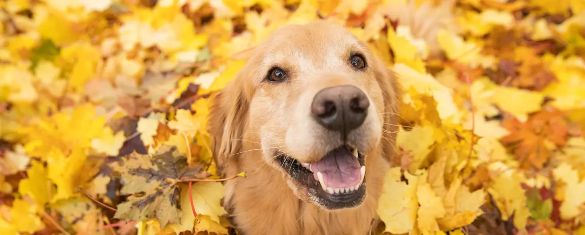 Radosny golden retriever wśród kolorowych, jesiennych liści, symbolizujący beztroskie spacery z psem w jesiennej aurze.