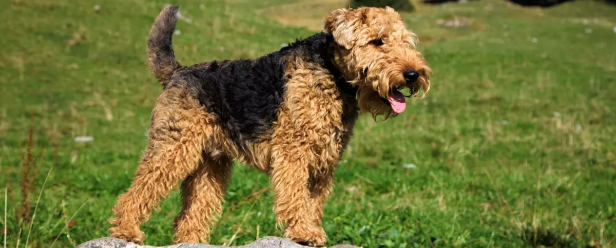 Welsh Terrier