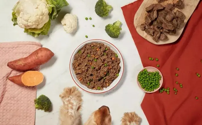 Ein braun-weiße Hund blickt auf eine Schüssel mit frischem Hundefutter umgeben von hochwertigen Zutaten wie Fleischwürfeln, Blumenkohl, Brokkoli und Süßkartoffeln