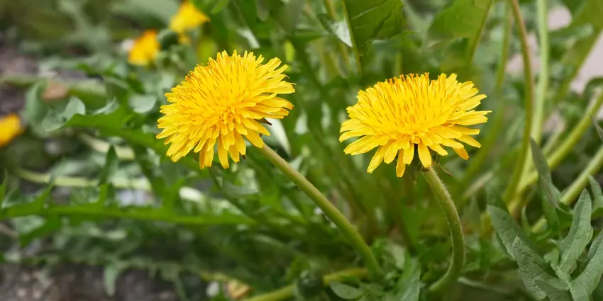 Can Dogs Eat Dandelion?