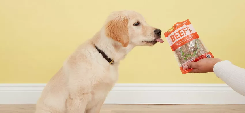 Barley the Labrador dog