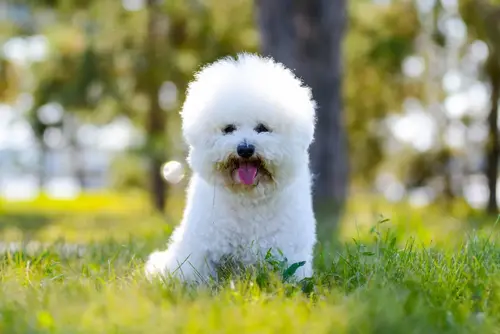 Bichon frise