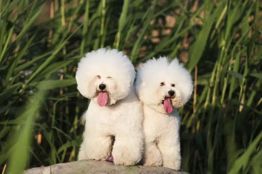 Bichon frise