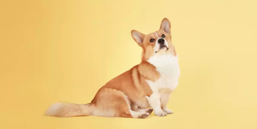 Harley the Corgi yellow background