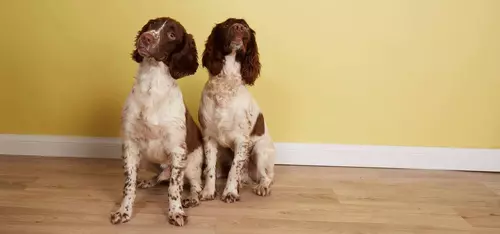 Springer Spaniels Butternut Box