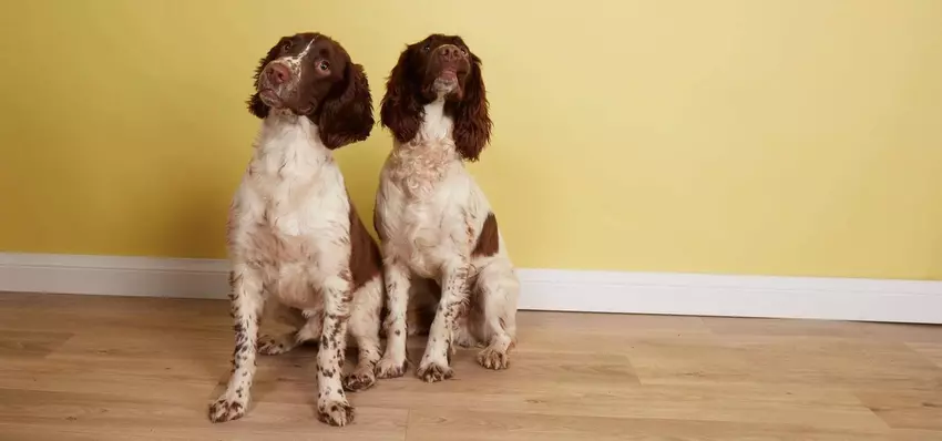 Springer Spaniels Butternut Box