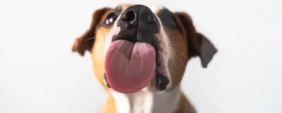 Pies z wysuniętym językiem do lizania