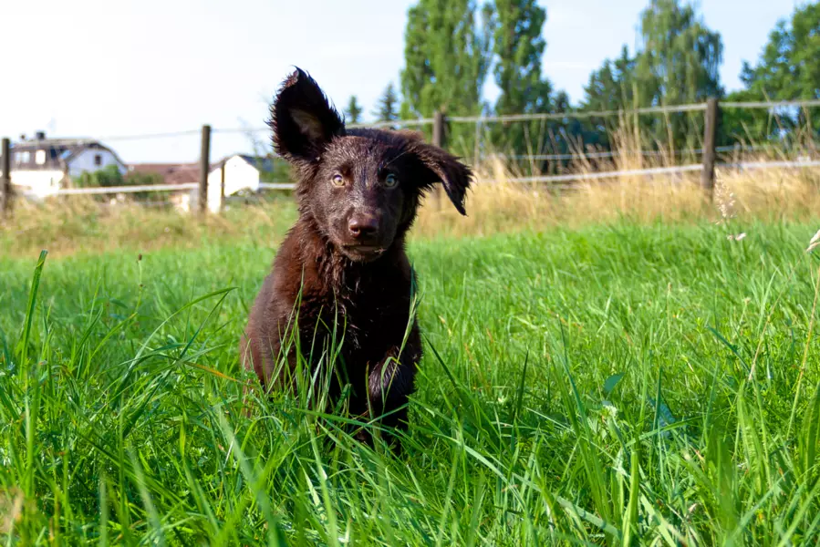 Flat coated retriever