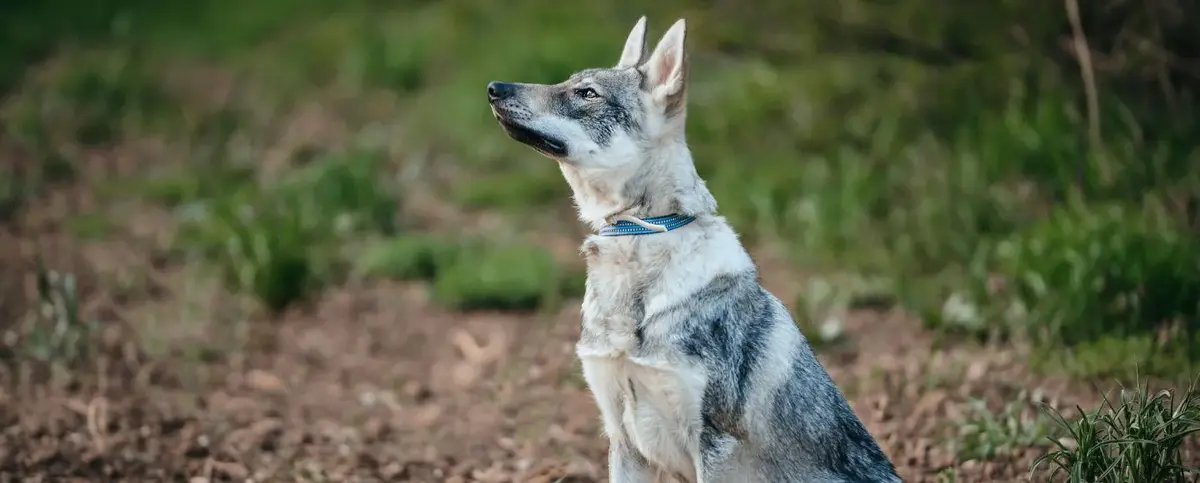 Czechoslovakian Wolfdog