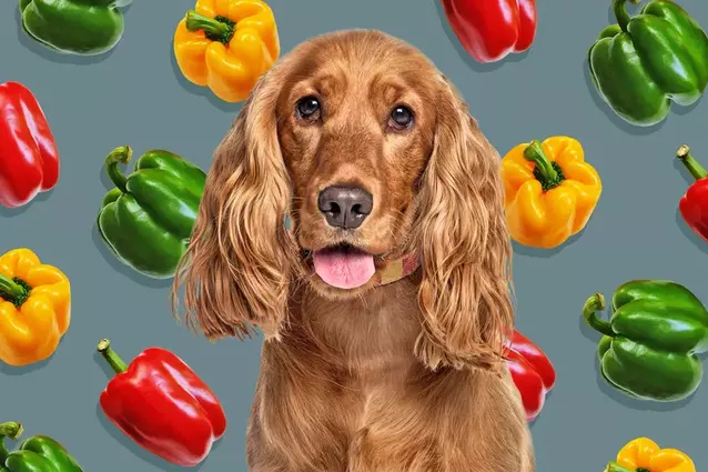 Mag een hond paprika eten?