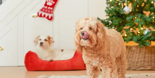 Bella and Stavros enjoying Christmas