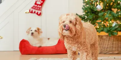 Bella and Stavros enjoying Christmas