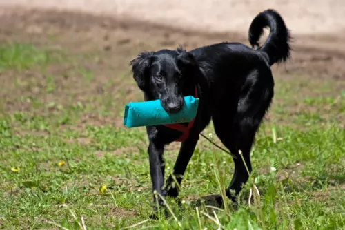 Flat coated retriever