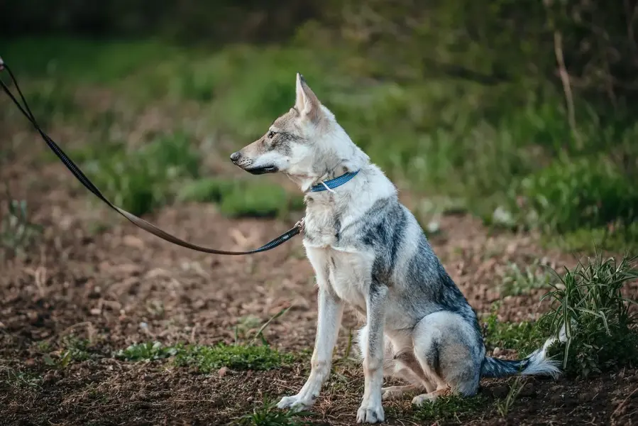 Czechoslovakian Wolfdog