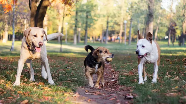Trzy psy bawiące się w parku, jeden trzyma piłkę w pysku.