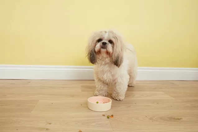 Poly the Shih Tzu