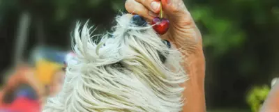 Pies sięgający pyskiem po czereśnię, znajdującą się w dłoni człowieka.