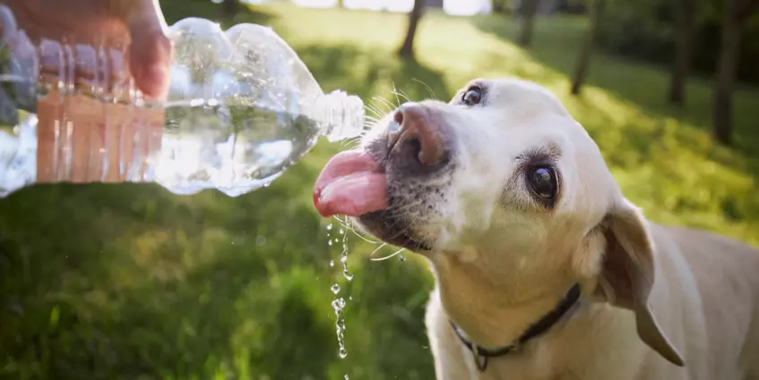 Wie viel Wasser sollte ein Hund pro Tag trinken?