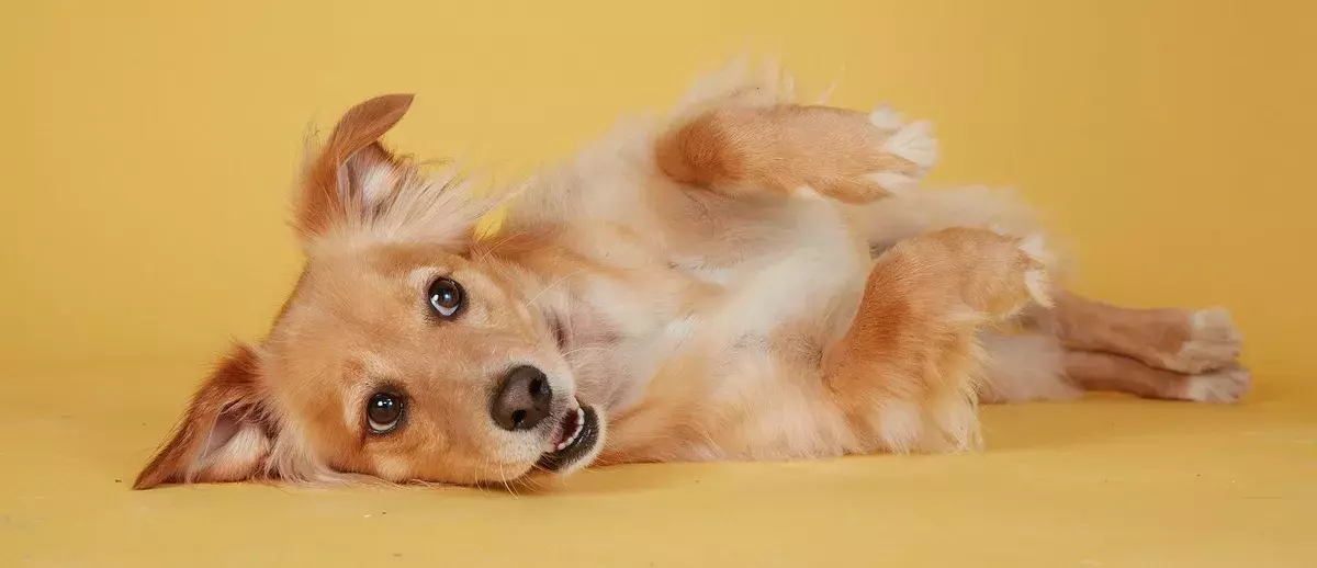 Dog lying on their back showing stomach
