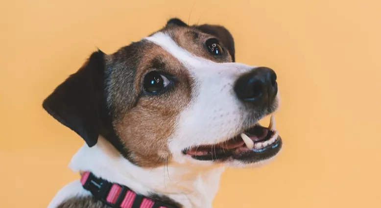 Willow the Jack Russell