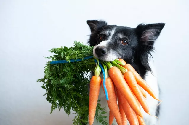 Mag een hond wortel eten