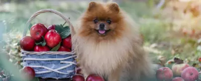 Pies w typie rasy szpic miniaturowy siedzący obok koszyka pełnego czerwonych jabłek.