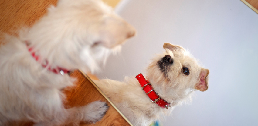 Dog looking at himself in the mirror