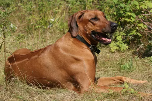 Rhodesian ridgeback