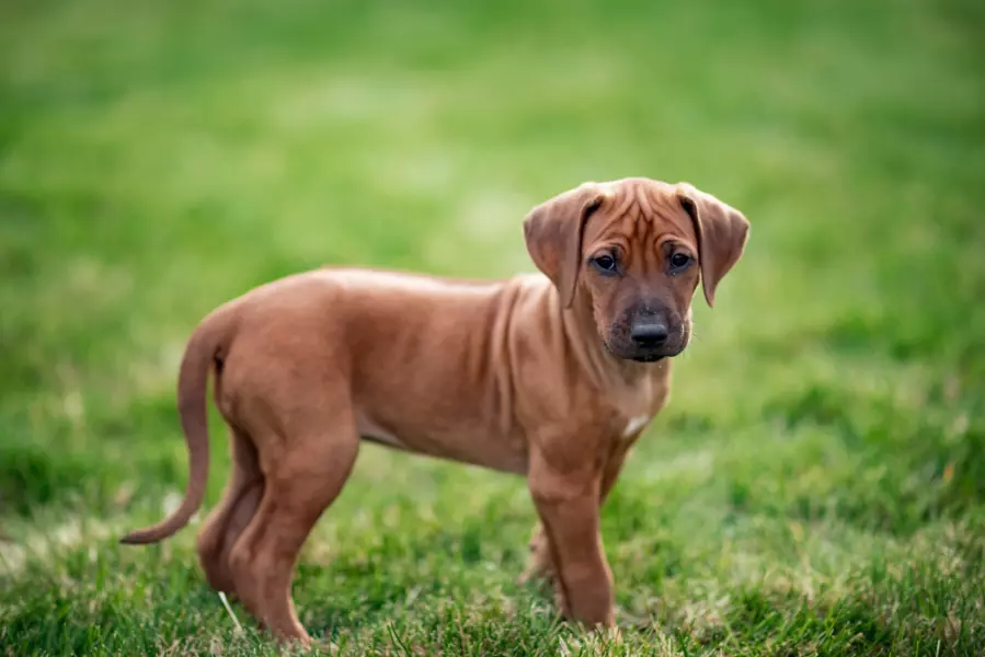 Rhodesian ridgeback