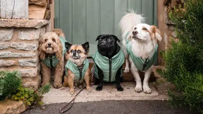 Back to School Routine for Dogs