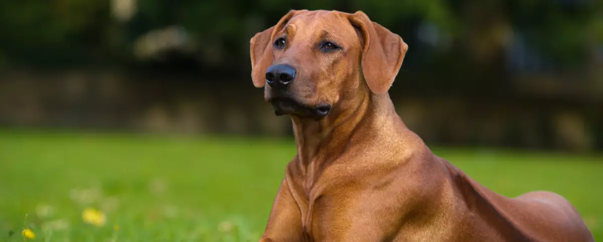 Rhodesian ridgeback