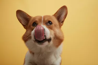 Harley the dog licking his lips