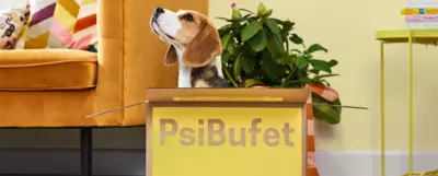 Pies w typie rasy beagle siedzący w kartonie po psim cateringu firmy PsiBufet.