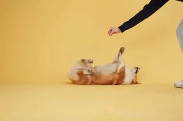 Ein braun-weißer Hund liegt auf dem Rücken auf einem gelben Boden und bekommt von einer teilweise sichtbaren Person einen Bauch gestreichelt.