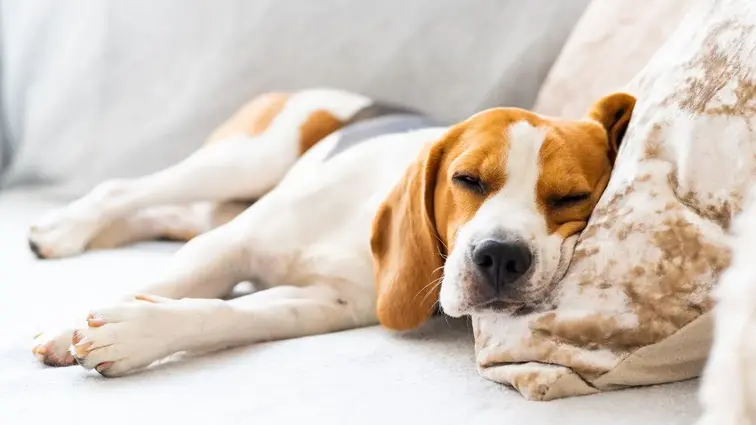 Pies rasy beagle śpi na kanapie z głową opartą o poduszkę.