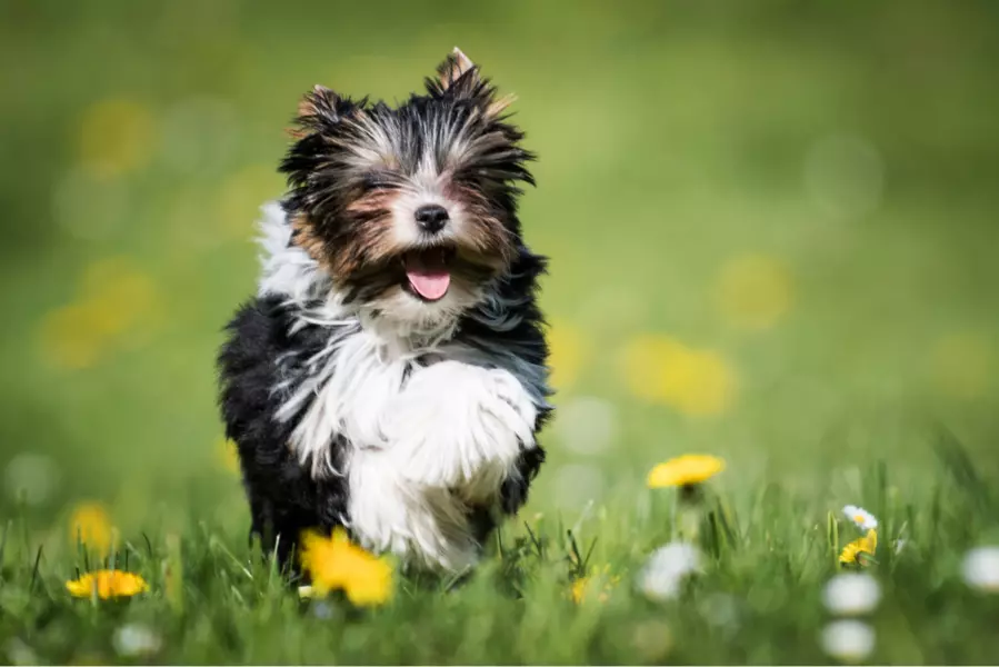 Yorkshire terrier biewer