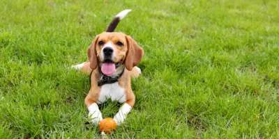 Hund, der auf Gras liegt