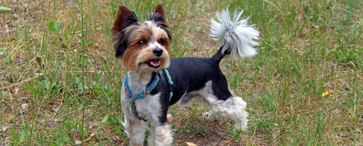 Yorkshire terrier biewer