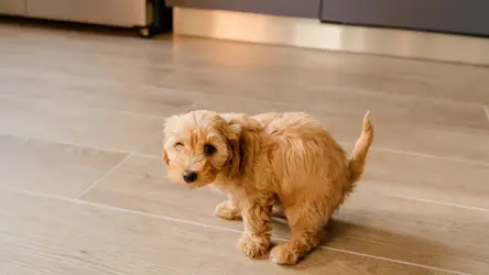 Puppy with Butternut Box