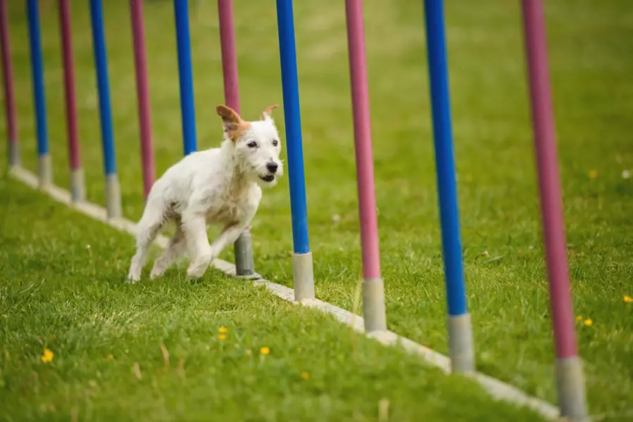 Parson russell terrier