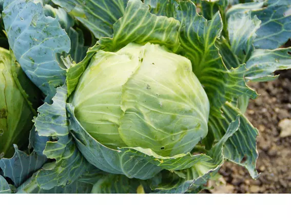 Can Dogs Eat Cabbage?