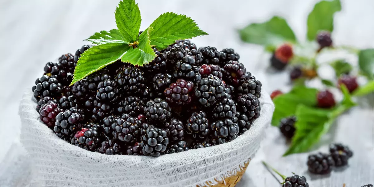 Can Dogs Eat Blackberries?