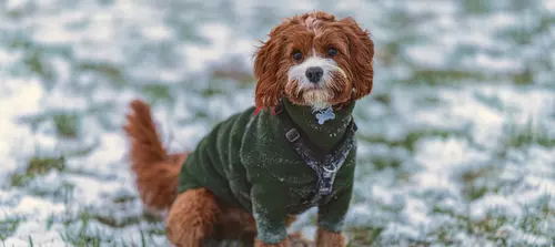 Dog in the snow