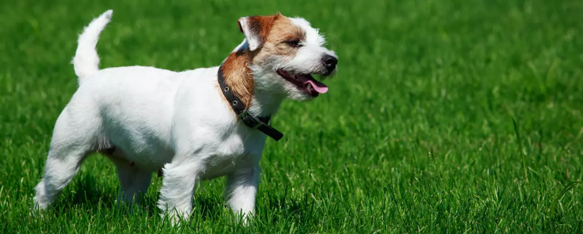 Parson russell terrier