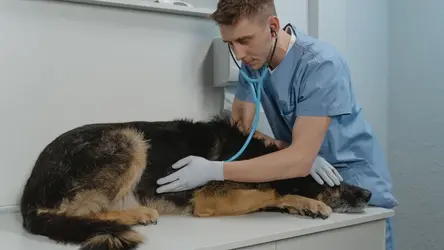 Veterinář vyšetřuje psa ležícího na stole.