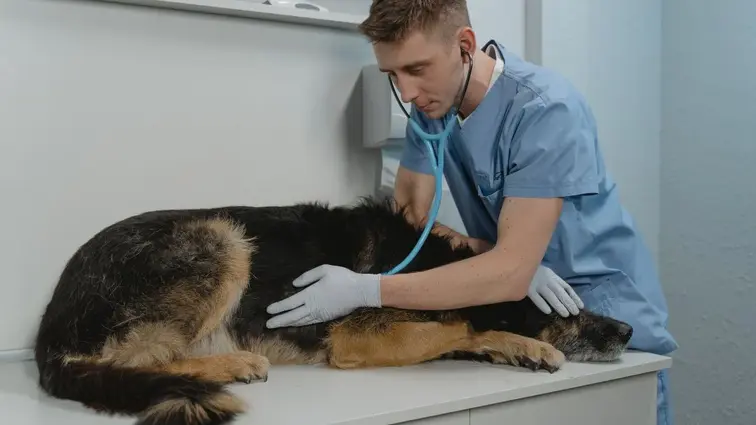 Veterinář vyšetřuje psa ležícího na stole.