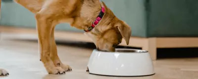 Pies jedzący z białej miski.