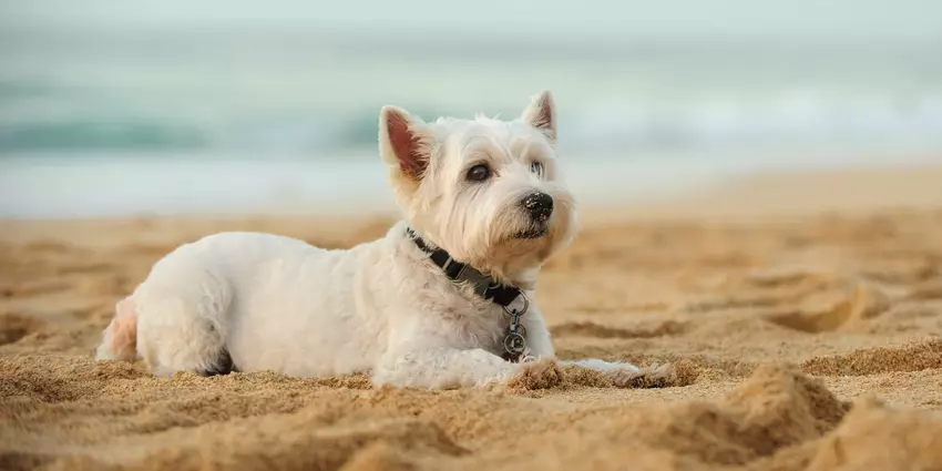 Dog chilling at the beach