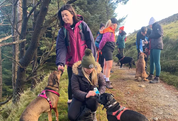 Dogs on a hike