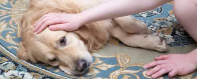 Smutny golden retriever leżący na dywanie, podczas gdy osoba głaszcze go po głowie. Pies wygląda na osłabionego lub chorego, a ręce człowieka okazują mu troskę i wsparcie.